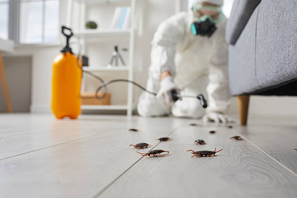 Affordable Termite Control solutions in Crandall, TX
